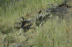 walking leopard