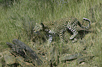 walking leopard