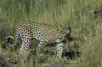 walking leopard