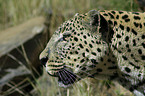 Leopard Portrait