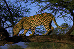 climbing leopard