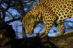 climbing leopard