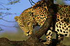 climbing leopard