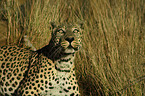 Leopard Portrait