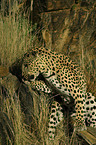 climbing leopard