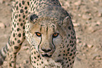 hunting-leopard