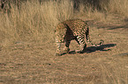 leopard in action