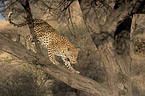 leopard on a tree