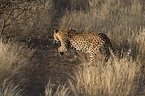 leopard in action