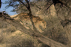 leopard on a tree