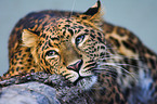 chinese leopard