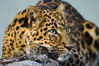 chinese leopard