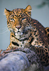 chinese leopard