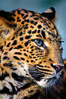 chinese leopard