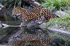 chinese leopard