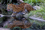 chinese leopard