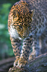 chinese leopard