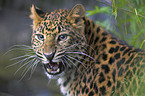 chinese leopard