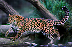 chinese leopard