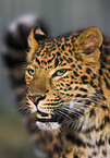 chinese leopard