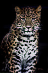 chinese leopard