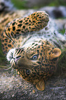 chinese leopard