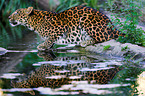 chinese leopard