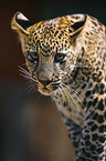 leopard