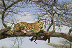 lying leopard