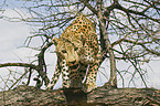 standing leopard