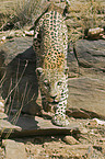 walking leopard