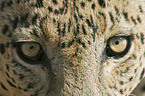 leopard eyes