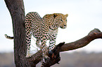 climbing leopard