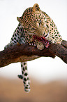 eating leopard