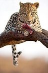 eating leopard