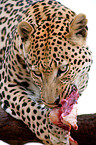 eating leopard
