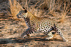 running leopard