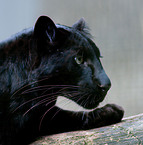 Panther