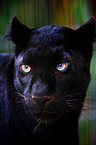 Panther