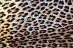 Leopard coat