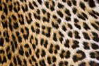 Leopard coat