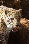 Leopard Portrait