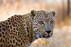 Leopard Portrait