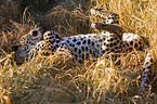 rolling Leopard