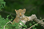 young Leopard