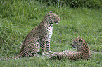 Leopards