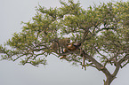 Leopard with prey