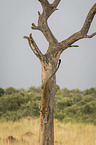 Leopard on a tree