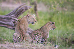 sitting Leopards