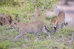 walking Leopards